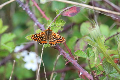 Butterfly on leaf