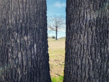 Close-up of tree trunk on field