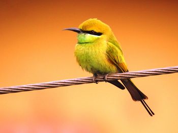 Close-up of bird on railing against blurred background