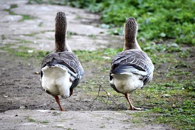 Close-up of duck