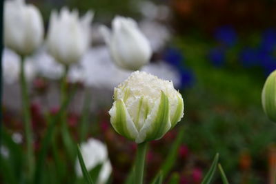 Close-up of white flowering plant