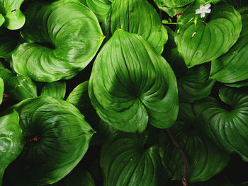 Full frame shot of green leaves