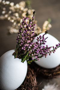 Close-up of purple flowering plant