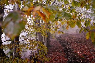 Tree in autumn