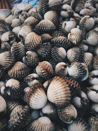 Close-up of shells for sale at market stall