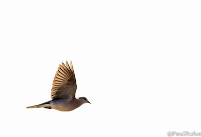 Close-up of bird flying against clear sky