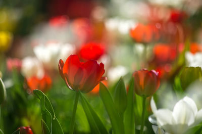 Close-up of red flowers blooming outdoors