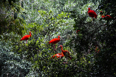 Bird perching on red tree