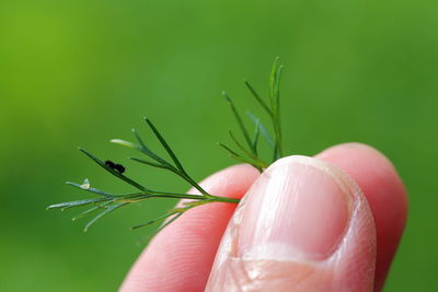 Close-up of hand holding plant with insect