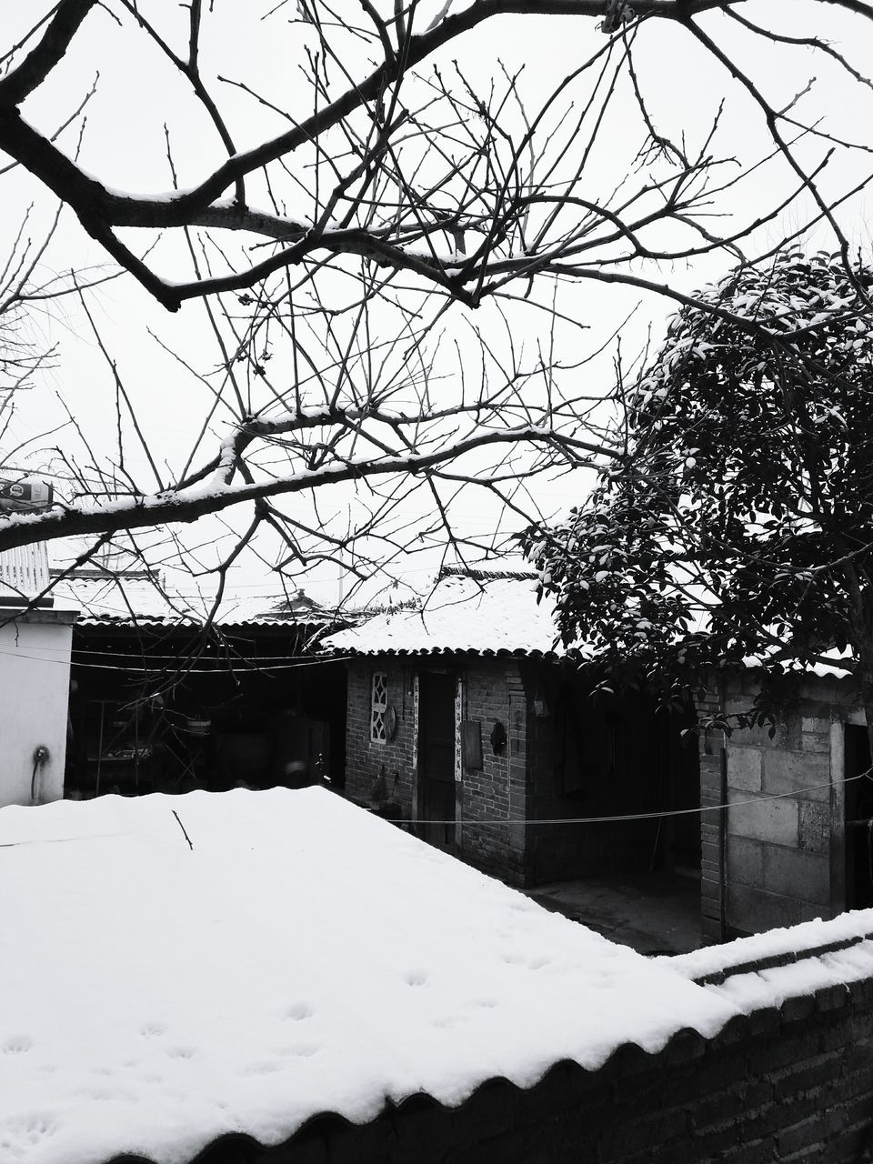 BARE TREE AGAINST BUILDINGS