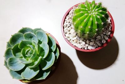 High angle view of cactus