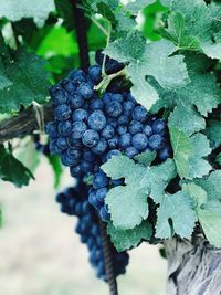 Close-up of grapes growing in vineyard