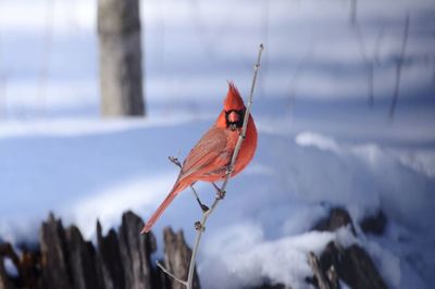 Butterfly perching on snow