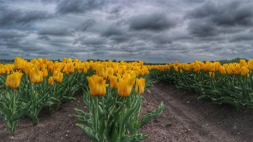 Scenic view of sunflower field against cloudy sky