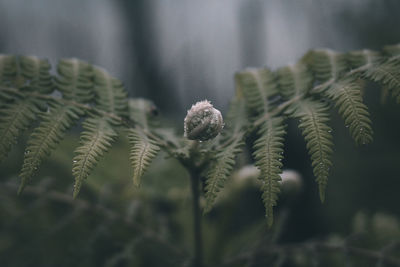 Close-up of frost on plant