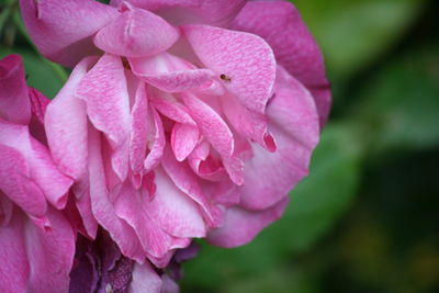 Close-up of pink flower blooming outdoors