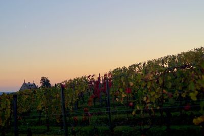 Vineyard against sky during sunset