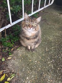 High angle portrait of cat