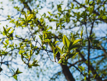 Low angle view of tree against sky