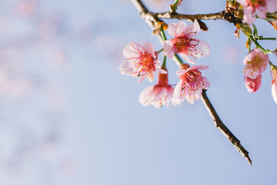 Low angle view of cherry blossoms against sky