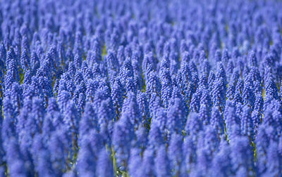 Close-up of lavender plants