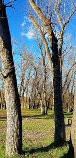 Bare trees on field against sky
