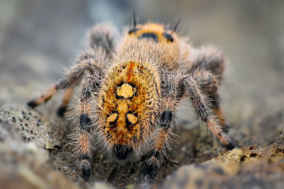 Close-up of spider on web