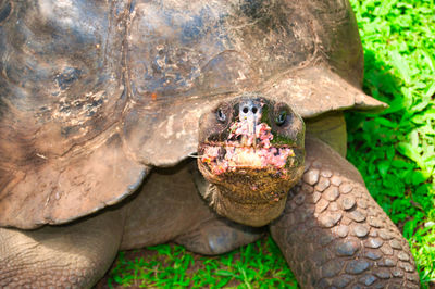 Close-up of turtle in sea