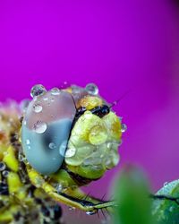 Close-up of butterfly pollinating on pink flower