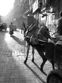 Donkey pulling cart on street