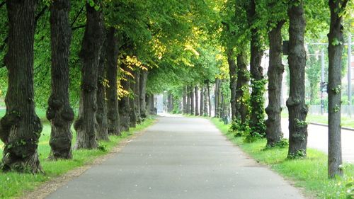 Road amidst trees in park