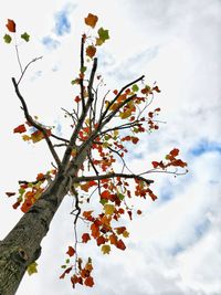 Low angle view of fresh flower tree against sky