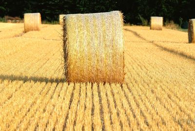 Hay bales on field