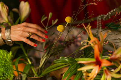 Close-up of hand holding flowering plants