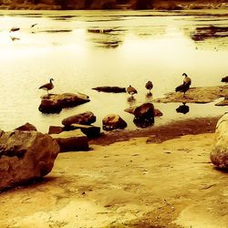 Swans swimming in lake