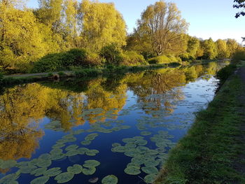 Reflection of trees in lake against sky