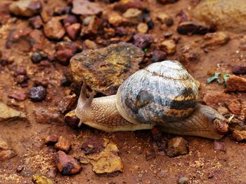 Close-up of turtle on rock