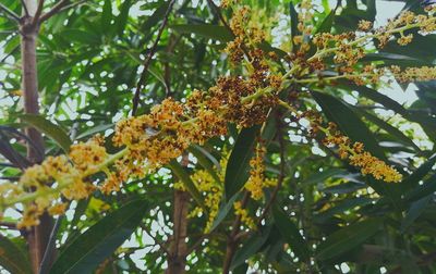 Low angle view of flowering plant against trees