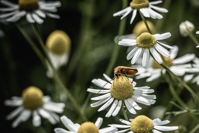 Close-up of insect on white daisy