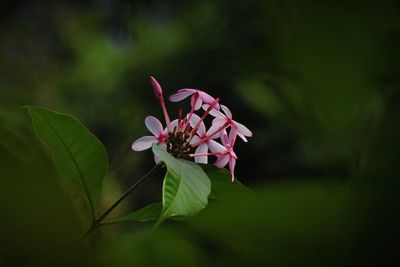 Close-up of pink flowering plant