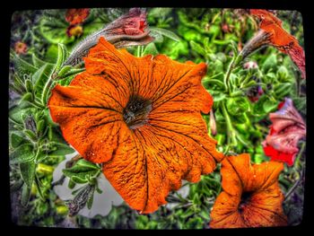 Close-up of orange flower