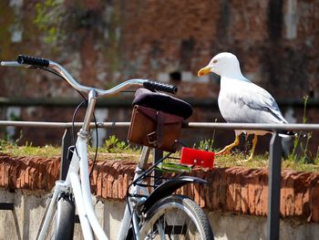Close-up of bird perching on bicycle