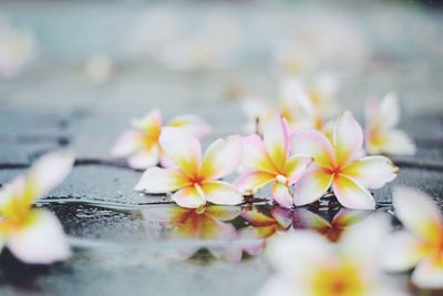 Close-up of cherry blossom against blurred background