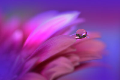 Close-up of water drops on pink flower