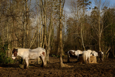 Horses in a forest