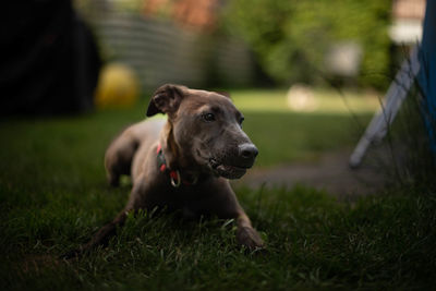 Dog running on field