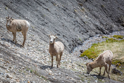 Sheep standing on mountain