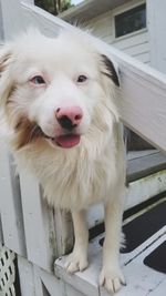 Close-up portrait of dog looking away