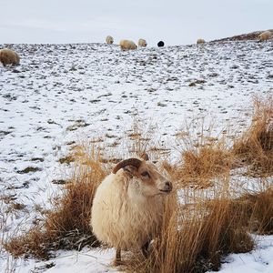 View of sheep on snow covered land