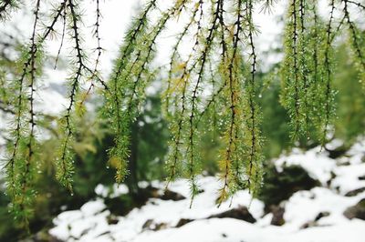 Close-up of snow covered trees in forest